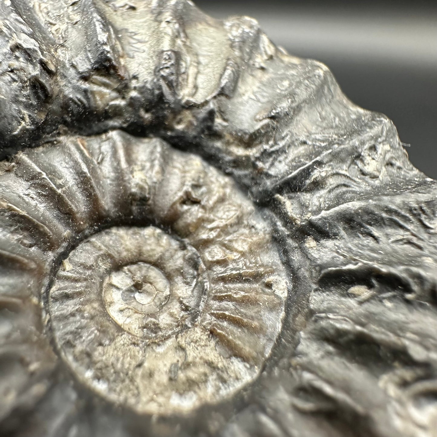 Aegasteroceras sagittarium ammonite fossil with box and stand - Whitby, North Yorkshire Jurassic Coast Yorkshire Fossils