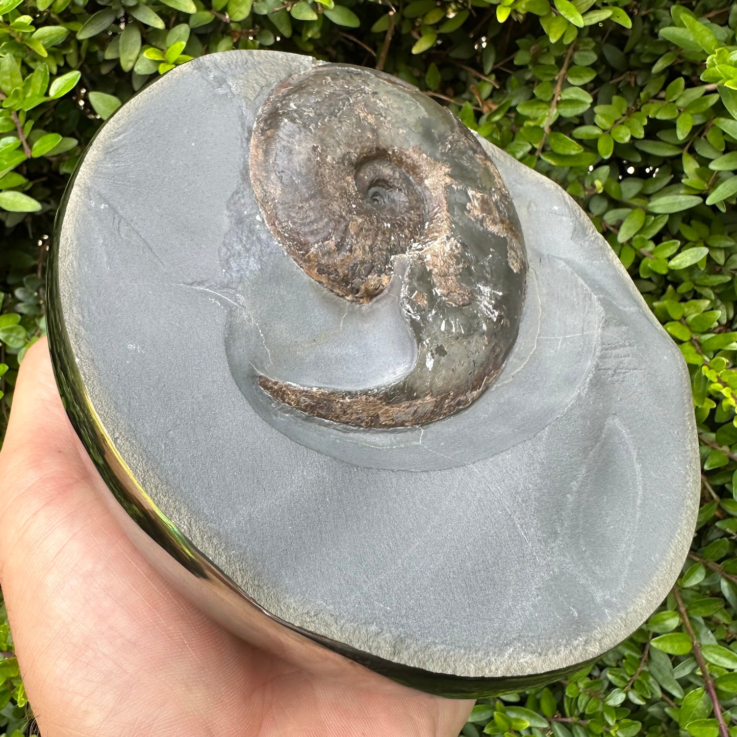 Golden Egg (GENUINE) Ammonite Fossil With Stand - Whitby, North Yorkshire Jurassic Coast Yorkshire Fossils