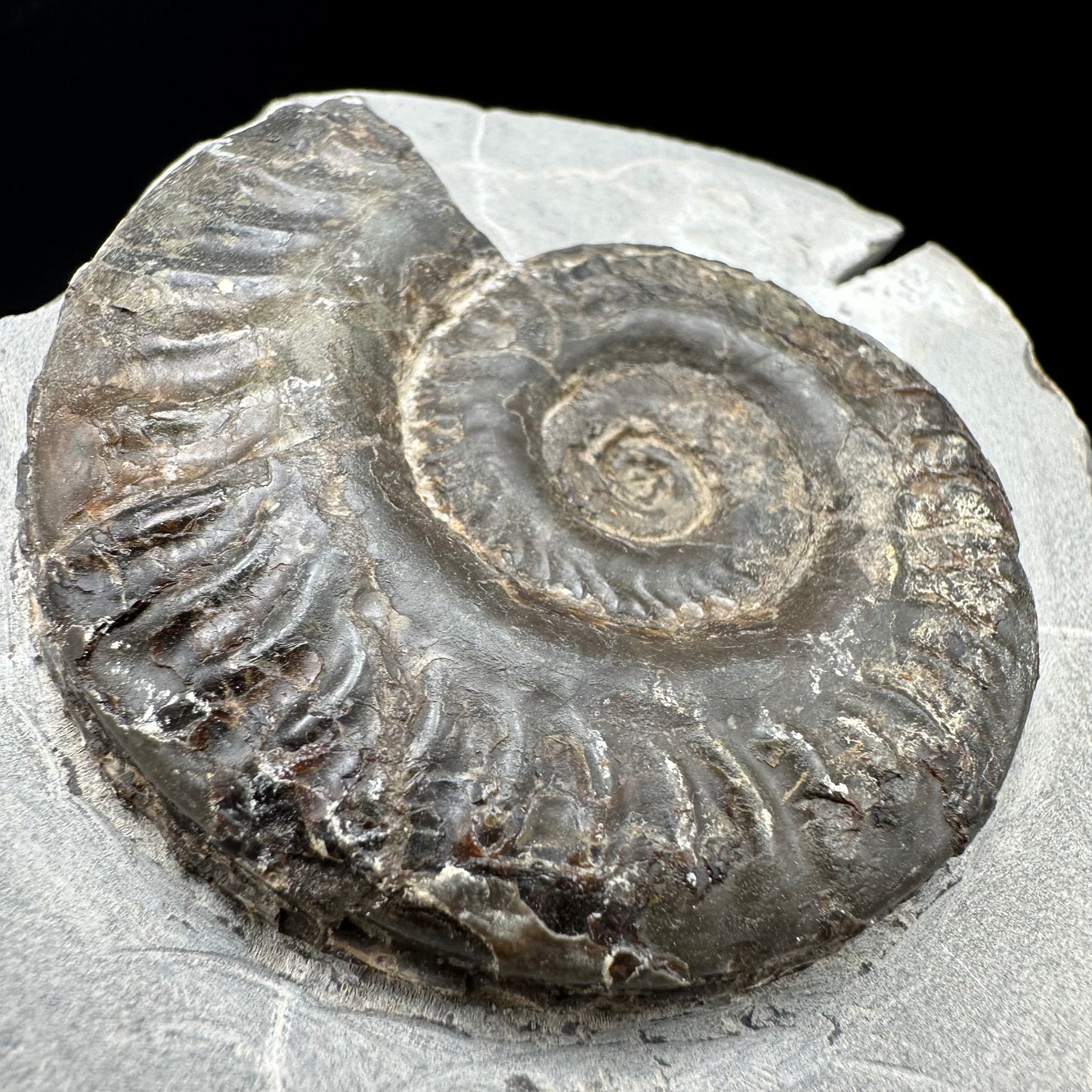 Hildoceras lusitanicum Ammonite fossil with box and stand - Whitby, North Yorkshire, Jurassic Coast, Yorkshire Fossils from the Jurassic Coast