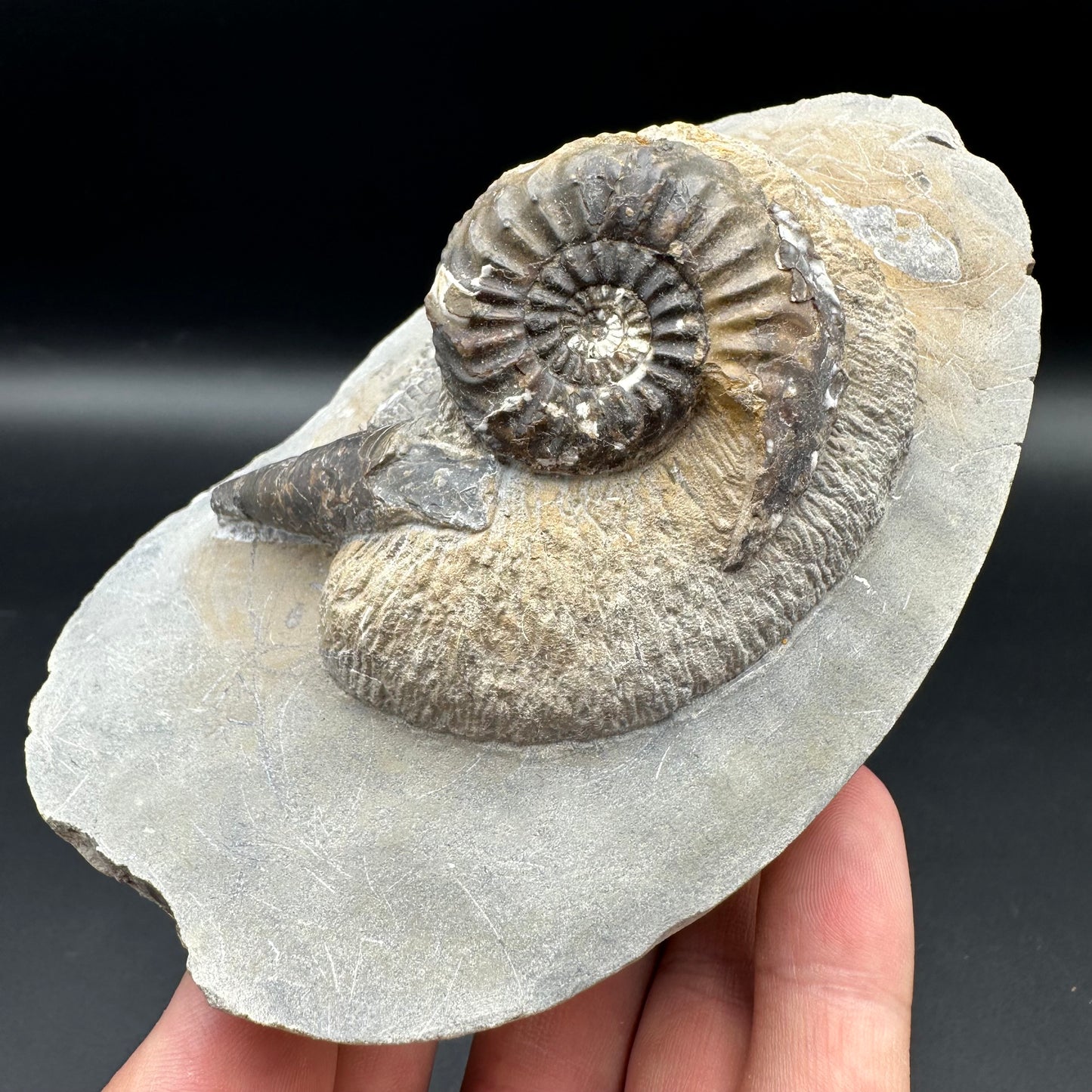 Amaltheus subnodosus ammonite fossil - Whitby, North Yorkshire Jurassic Coast Yorkshire Fossils