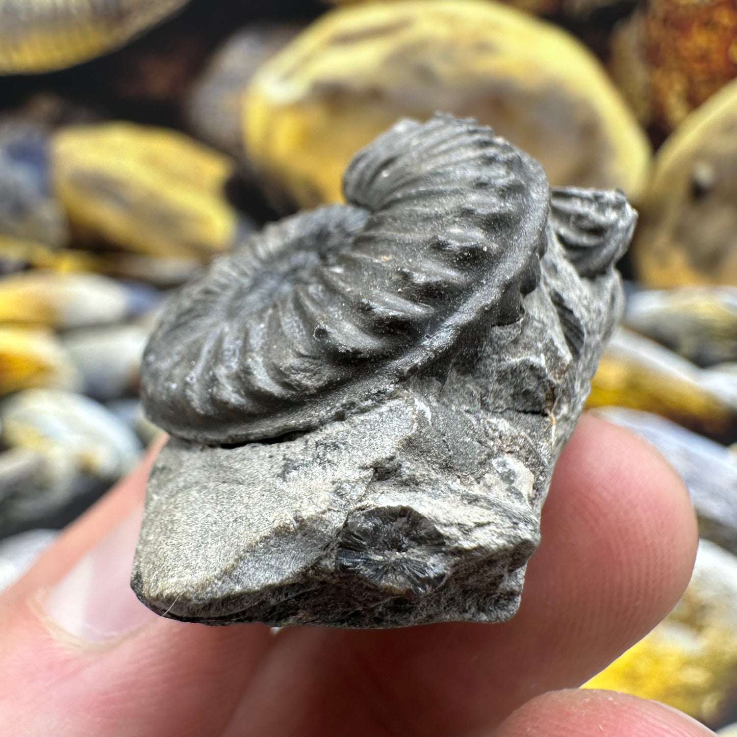 Pleuroceras hawskerense ammonite fossil - Whitby, North Yorkshire Jurassic Coast, Yorkshire fossils