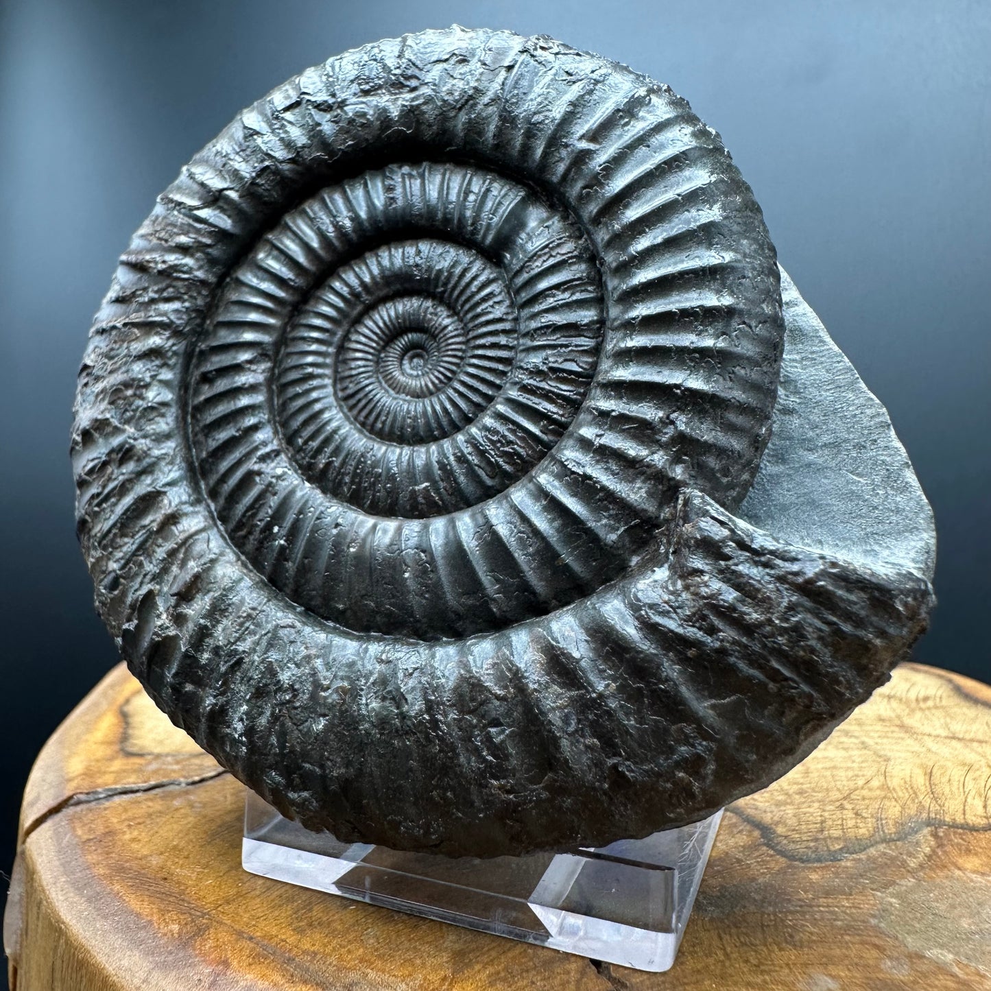 Dactylioceras Ammonite Fossil With box and Stand - Whitby, North Yorkshire Jurassic Coast Yorkshire Fossils