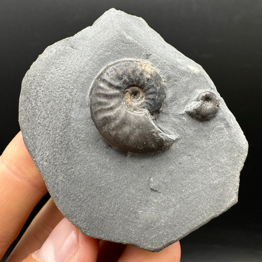 Eleganticeras Elegantulum ammonite fossil with box and stand - Whitby, North Yorkshire Jurassic Coast, Yorkshire Fossils