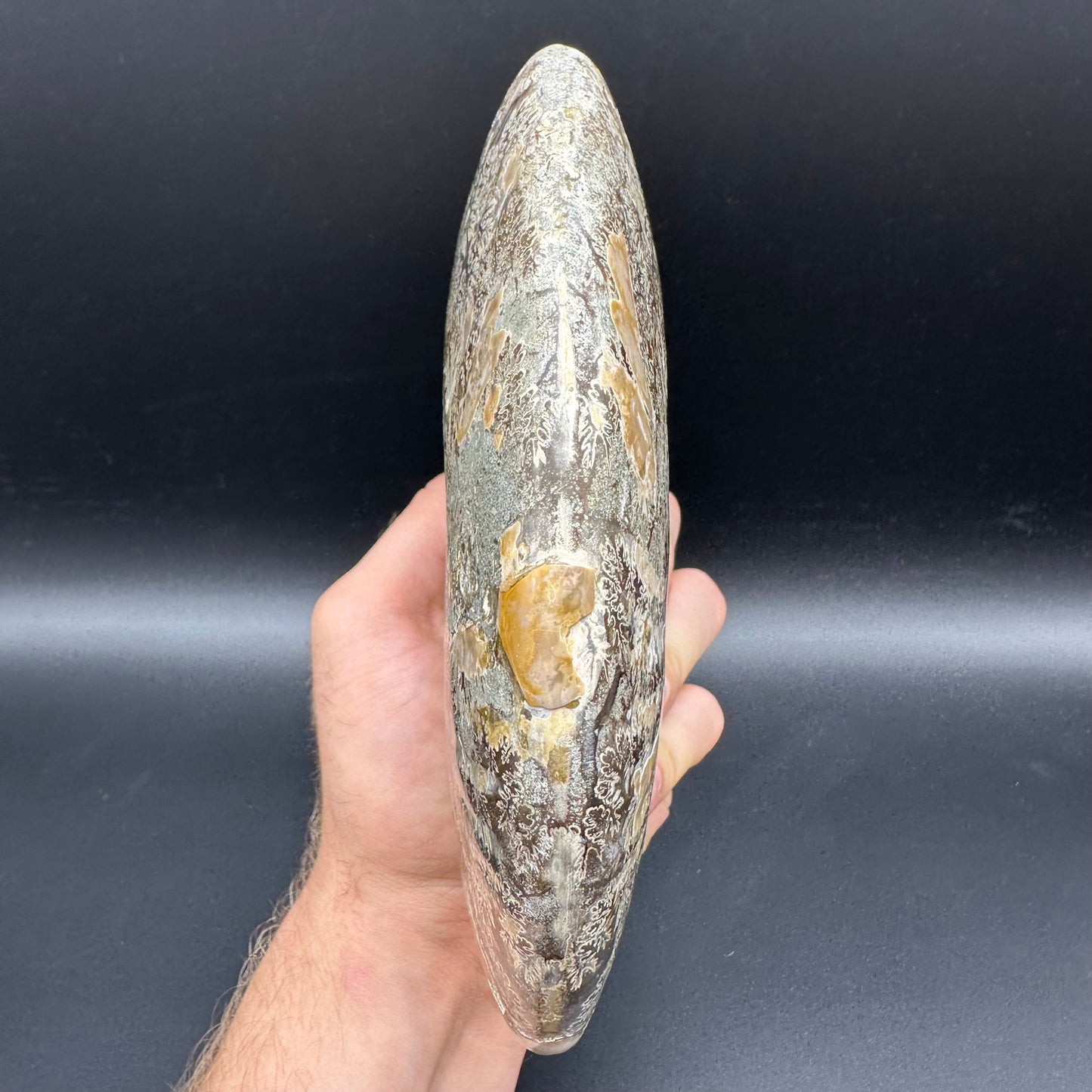 Cleoniceras Ammonite Fossil With Stand - Cretaceous Ammonite Madagascar