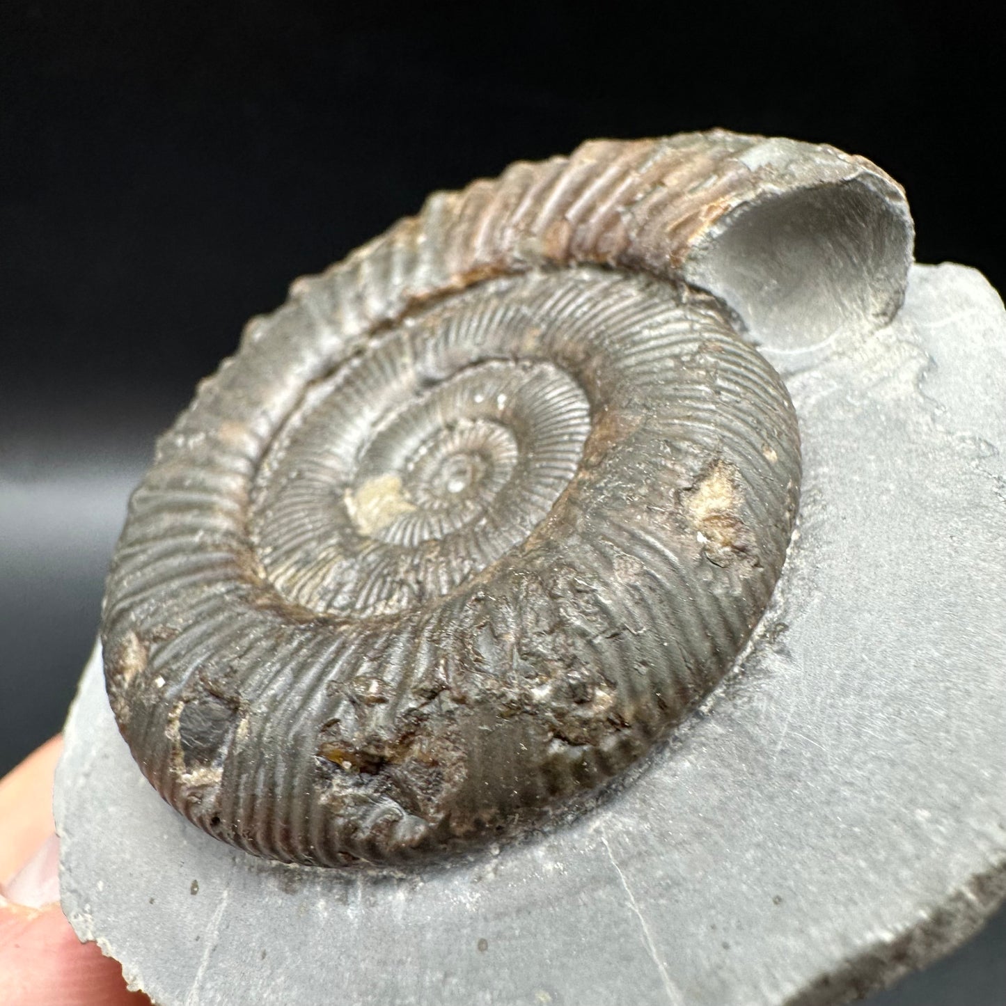 Peronoceras turriculatum Ammonite fossil with box and stand - Whitby, North Yorkshire Jurassic Coast, Yorkshire fossils