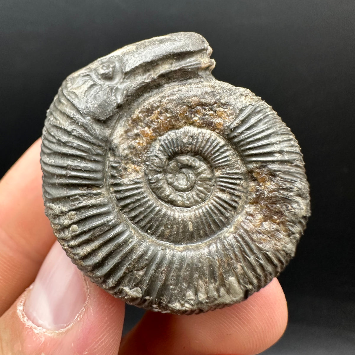 Snakestone Ammonite Fossil With Bag/Box And Stand - Whitby, North Yorkshire Jurassic Coast Yorkshire Fossils