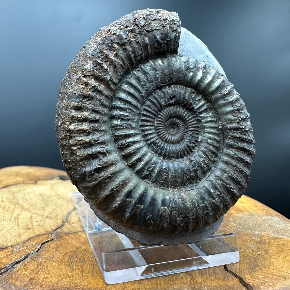 Dactylioceras Ammonite Fossil With box and Stand - Whitby, North Yorkshire Jurassic Coast Yorkshire Fossils