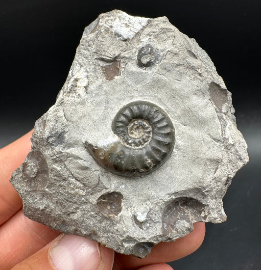 Agassiceras sp. ammonite fossil with box and stand - Whitby, North Yorkshire Jurassic Coast Yorkshire Fossils