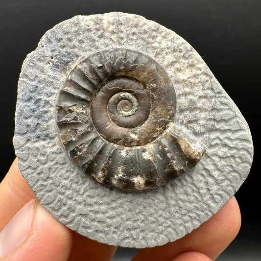 Arnioceras ammonite shell fossil with box and stand - Whitby, North Yorkshire Jurassic Coast Yorkshire Fossils