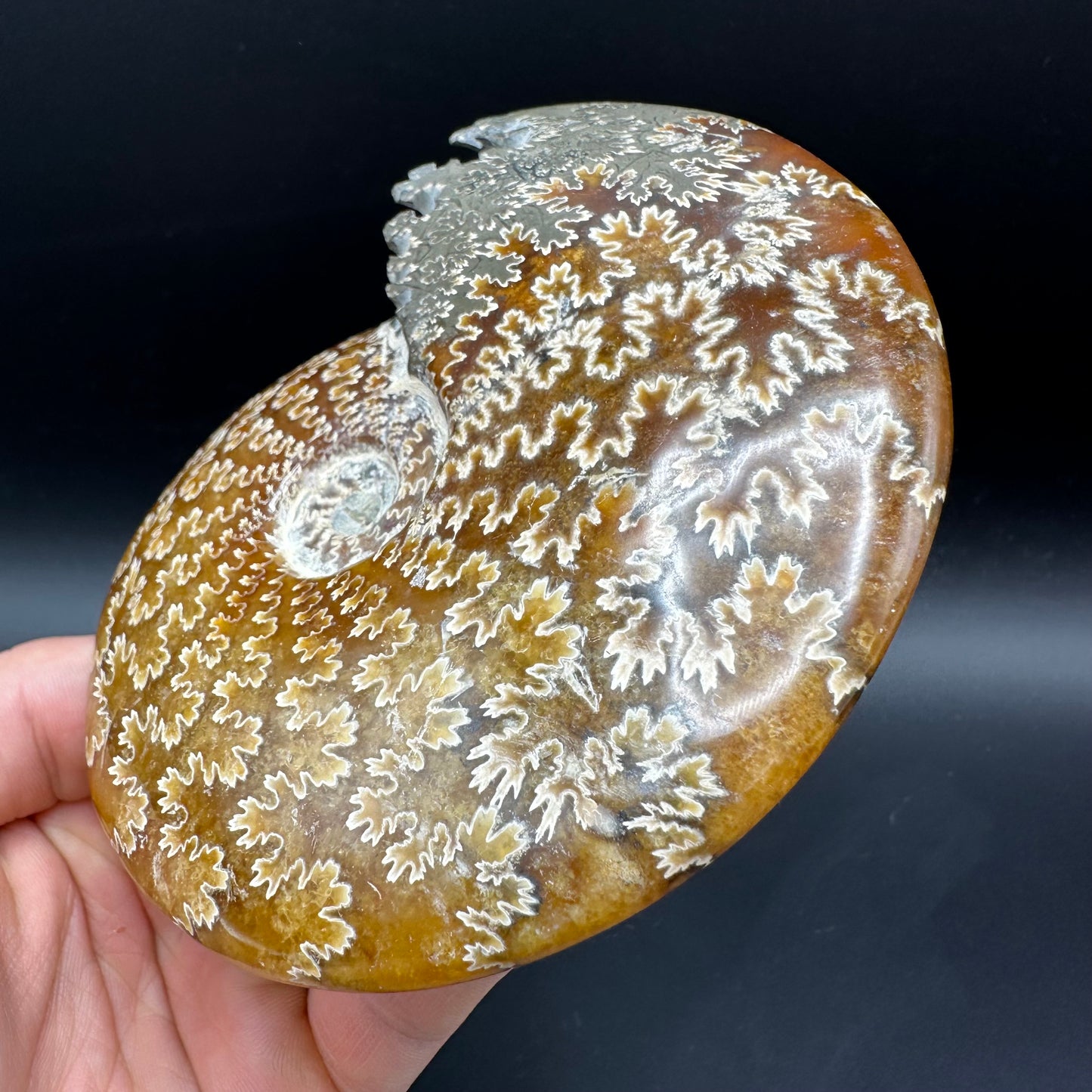 Cleoniceras Ammonite Fossil With Box And Stand - Cretaceous Ammonite Madagascar
