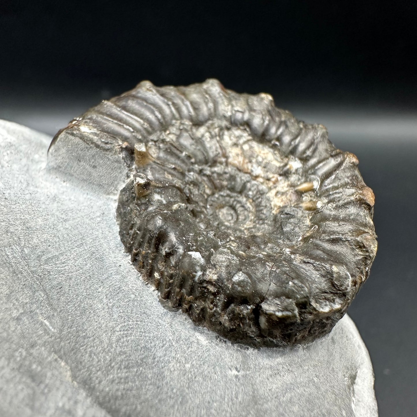 Peronoceras Sp. Ammonite fossil with box and stand - Whitby, North Yorkshire Jurassic Coast Yorkshire Fossils