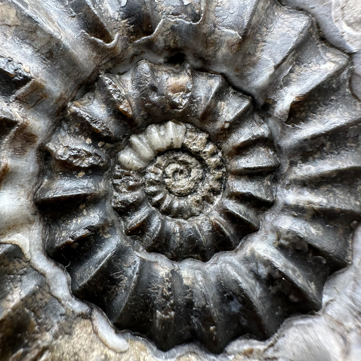 Androgynoceras maculatum ammonite fossil with box and stand - Whitby, North Yorkshire Jurassic Coast Yorkshire Fossils