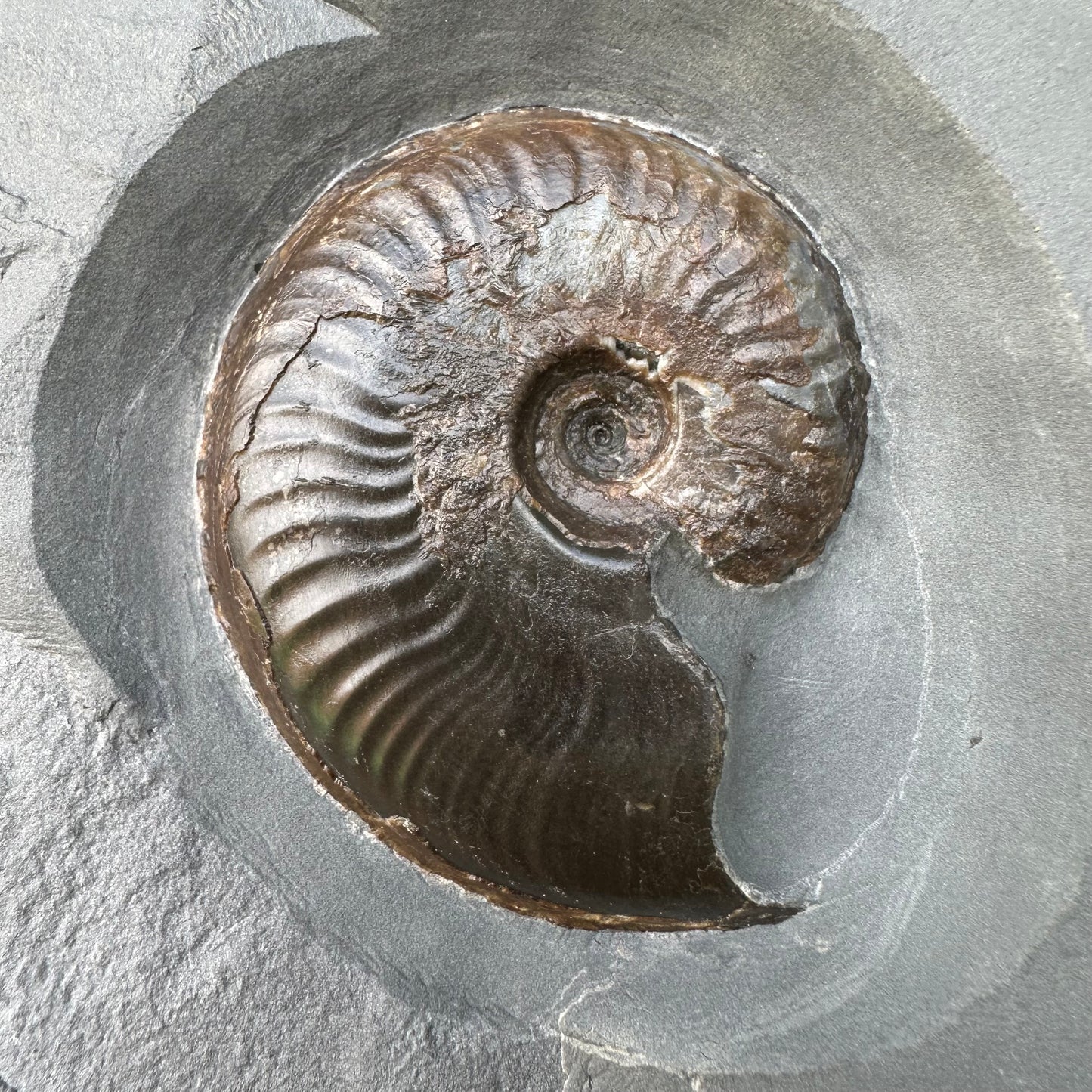 Golden Egg (GENUINE) Ammonite Fossil With Stand - Whitby, North Yorkshire Jurassic Coast Yorkshire Fossils