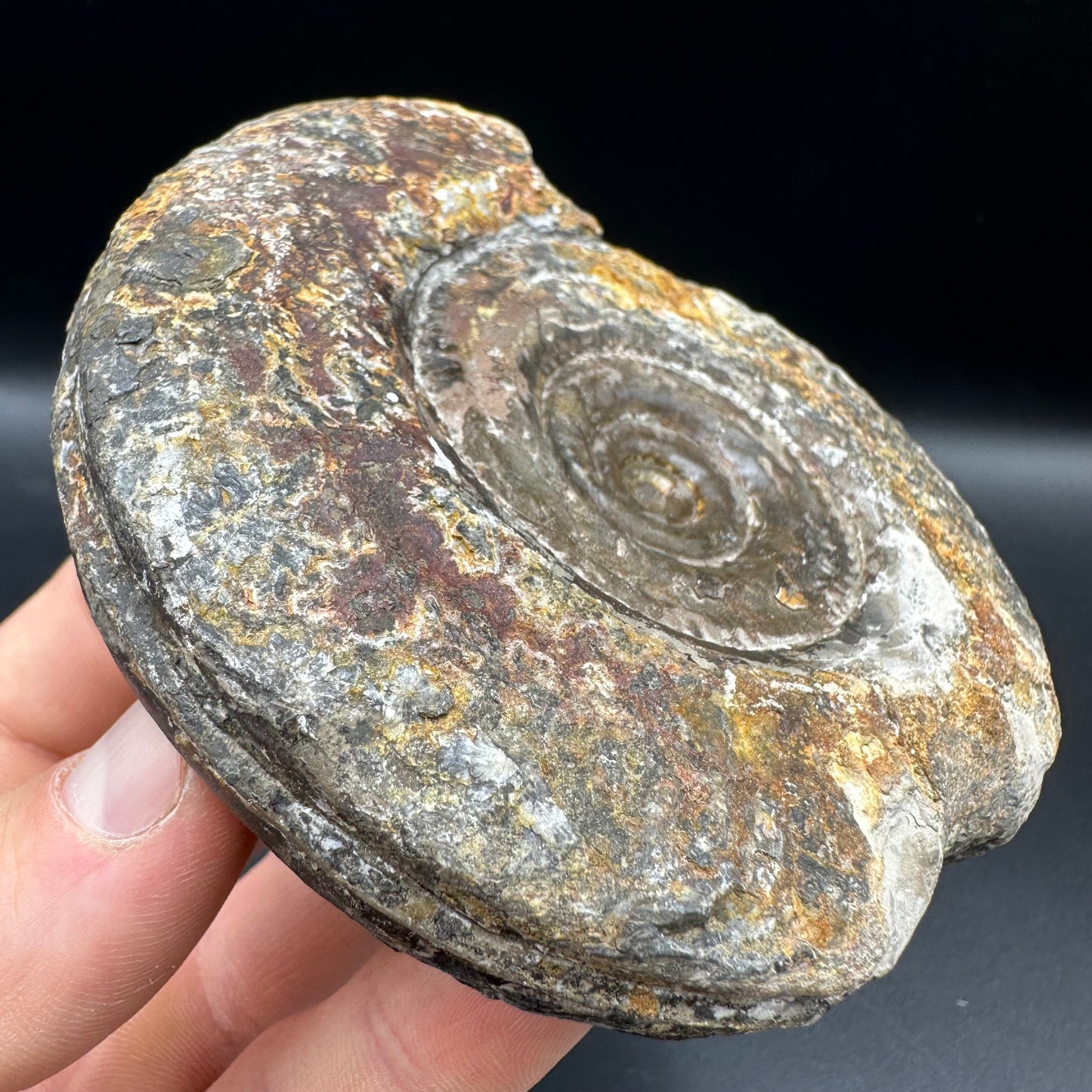 Hildoceras Bifrons Ammonite fossil with box and stand - Whitby, North Yorkshire Jurassic Coast, Yorkshire Fossils from the Jurassic Coast