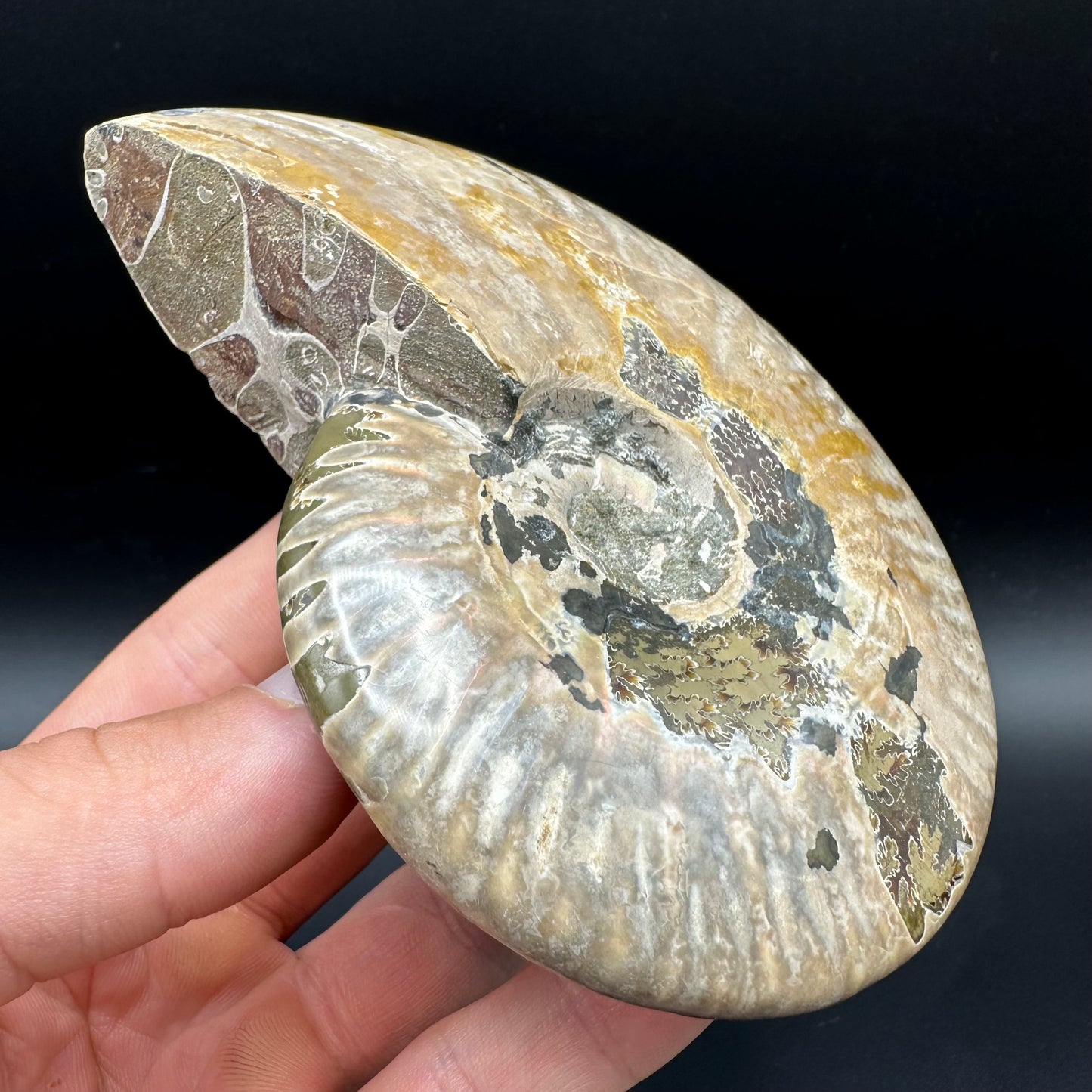Cleoniceras Ammonite Fossil With Box And Stand - Cretaceous Ammonite Madagascar