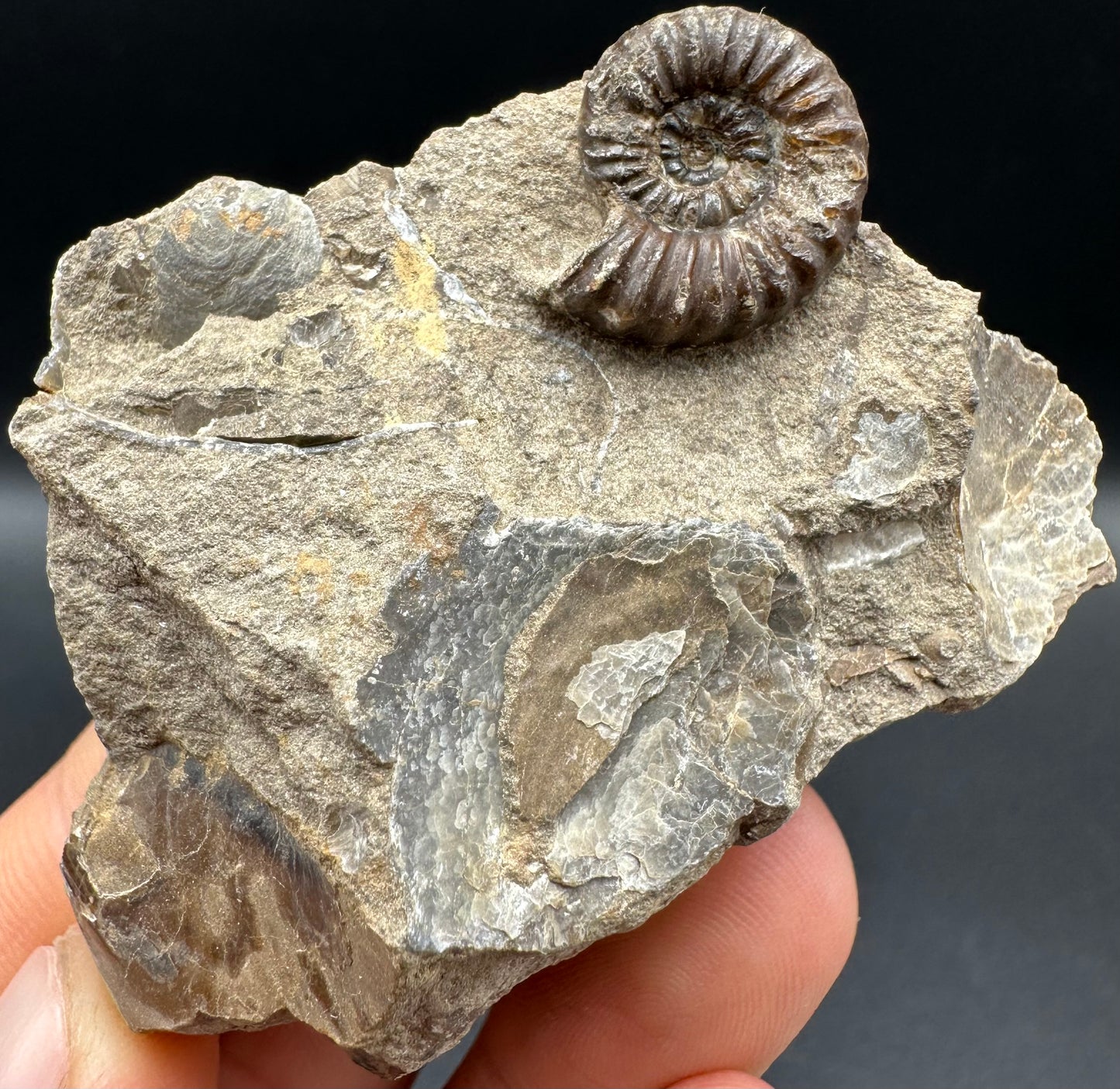 Androgynoceras capricornus Ammonite fossil with box and stand - Whitby, North Yorkshire Jurassic Coast Yorkshire Fossils