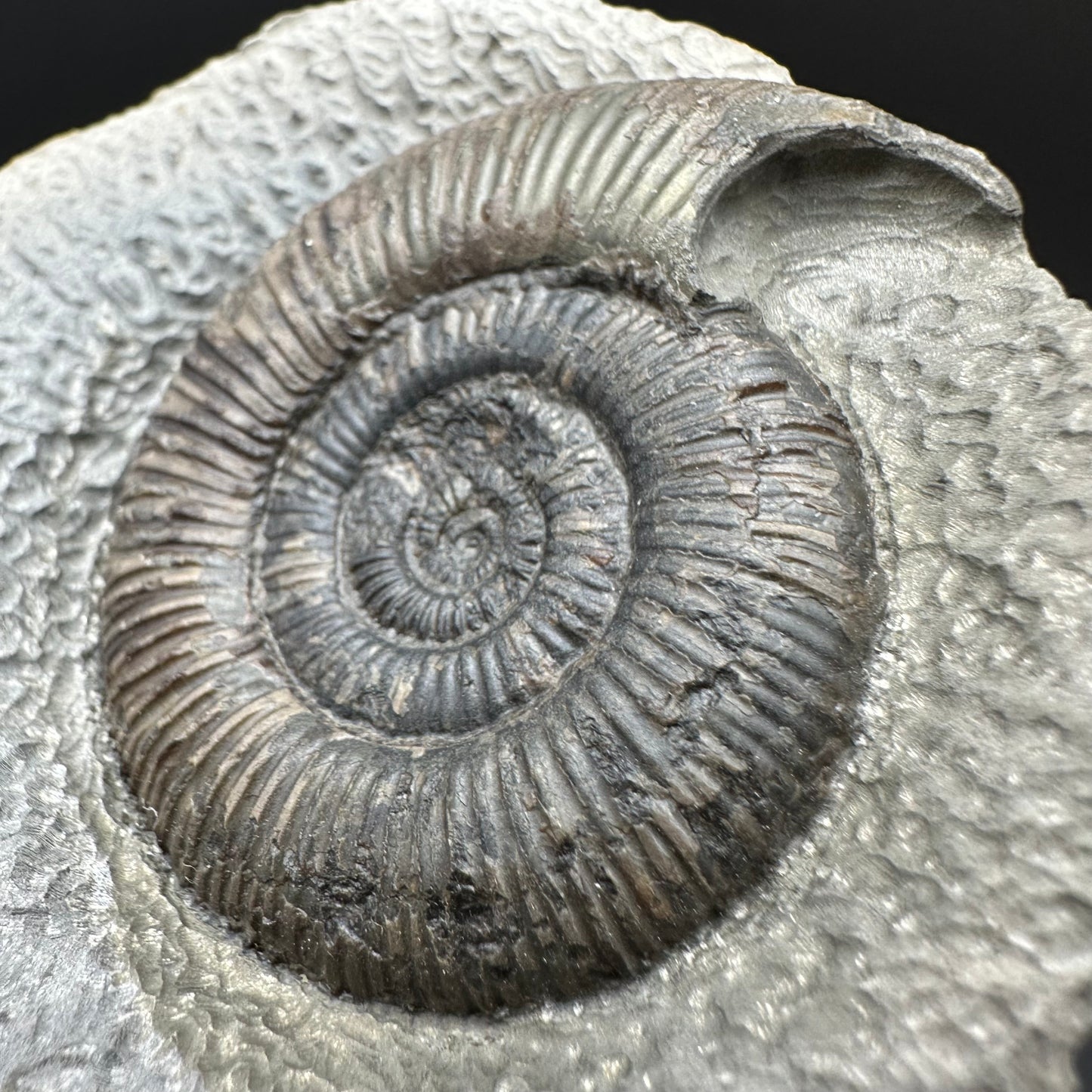 Dactylioceras semicelatum Ammonite fossil with box and stand - Whitby, North Yorkshire Jurassic Coast Yorkshire Fossils