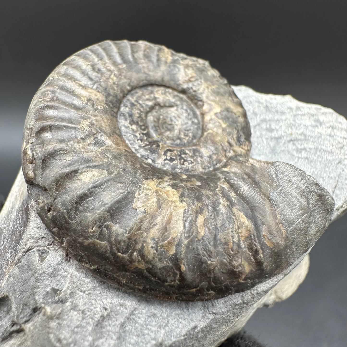 Grammoceras thoaurense Ammonite shell fossil with box and stand - Whitby, North Yorkshire, Yorkshire Fossils from the Jurassic Coast