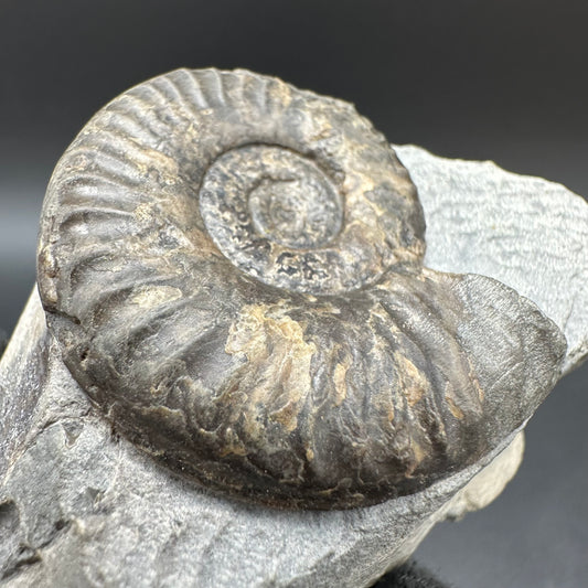 Grammoceras thoaurense Ammonite shell fossil with box and stand - Whitby, North Yorkshire, Yorkshire Fossils from the Jurassic Coast