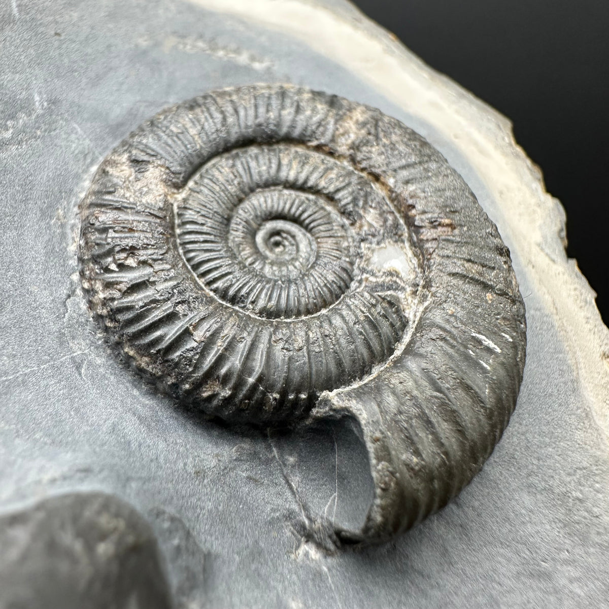 Dactylioceras Ammonite Fossil With Stand - Whitby, North Yorkshire Jurassic Coast Yorkshire Fossils