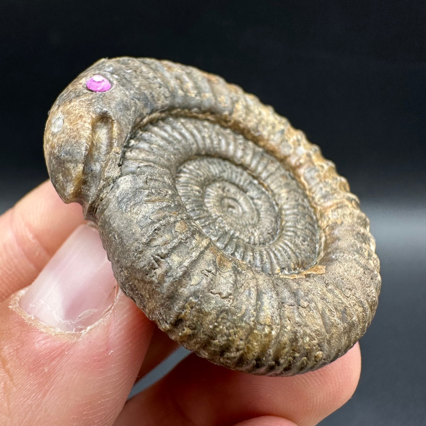 Snakestone Ammonite Fossil With Bag/Box And Stand - Whitby, North Yorkshire Jurassic Coast Yorkshire Fossils