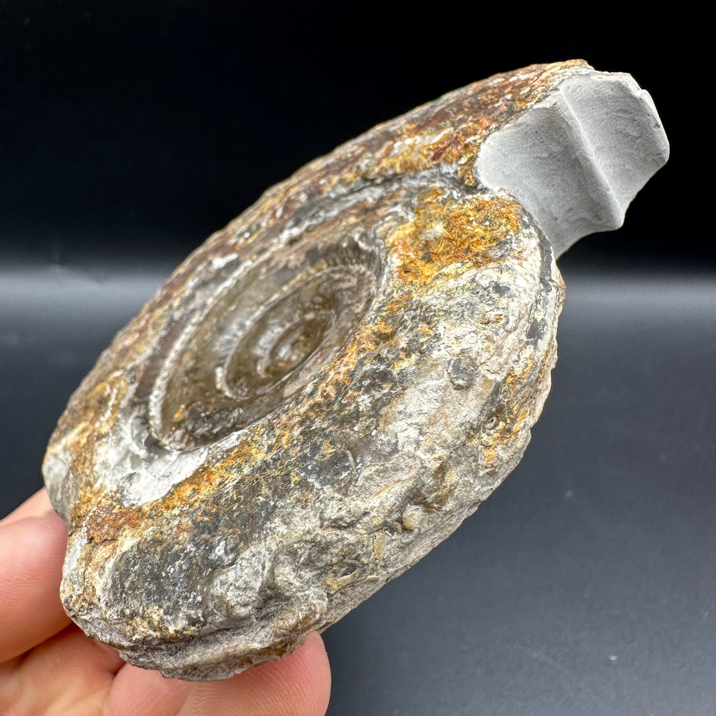 Hildoceras Bifrons Ammonite fossil with box and stand - Whitby, North Yorkshire Jurassic Coast, Yorkshire Fossils from the Jurassic Coast