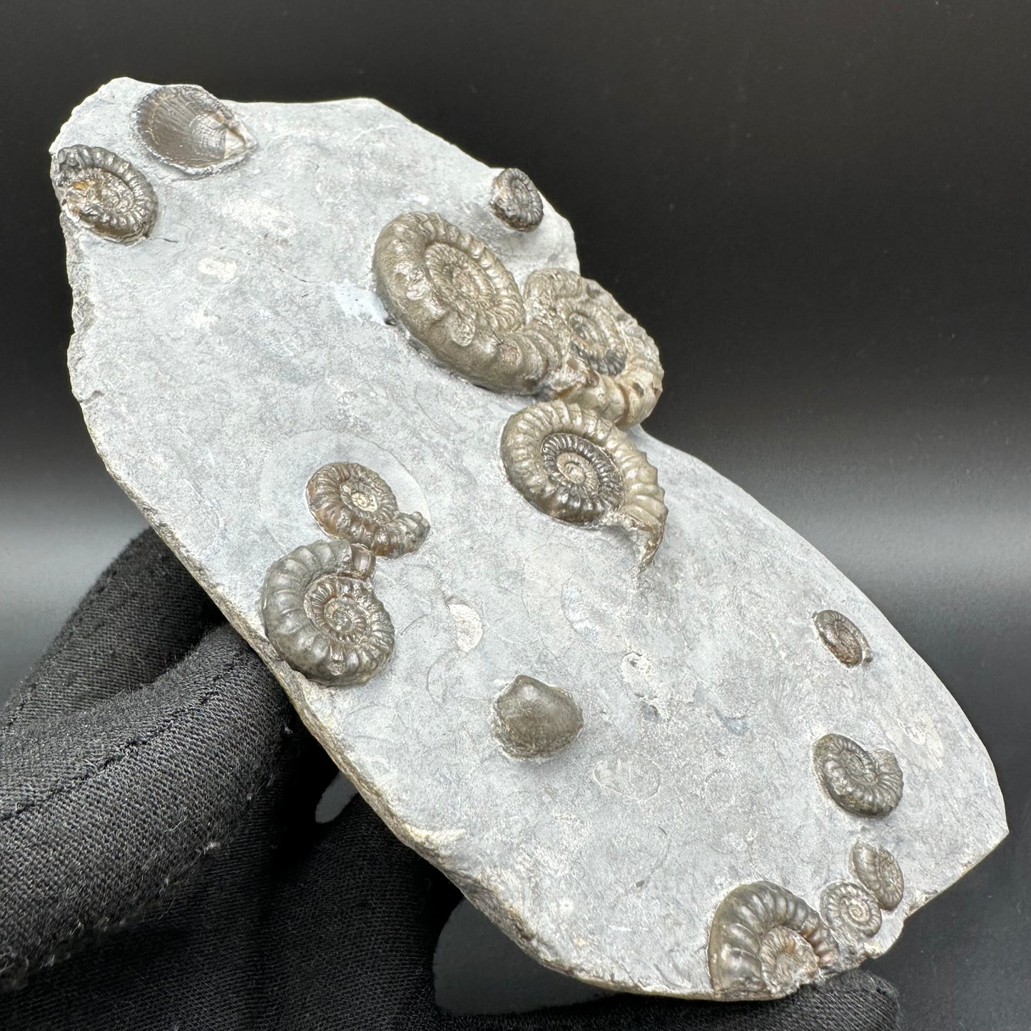 Arnioceras ammonite shell fossil with stand - Whitby, North Yorkshire Jurassic Coast Yorkshire Fossils