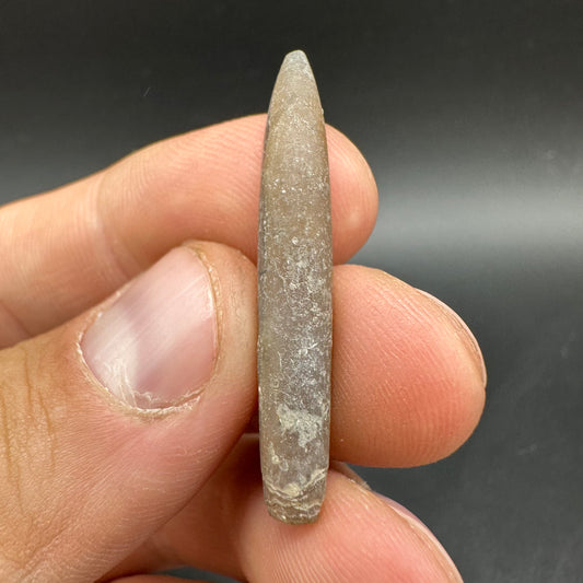 Hibolite (Fossil Squid) shell fossil - Whitby, North Yorkshire Jurassic Coast Yorkshire Fossils