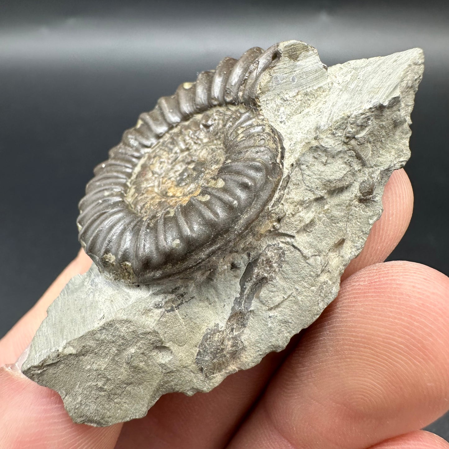 Arnioceras ammonite shell fossil - Whitby, North Yorkshire Jurassic Coast Yorkshire Fossils