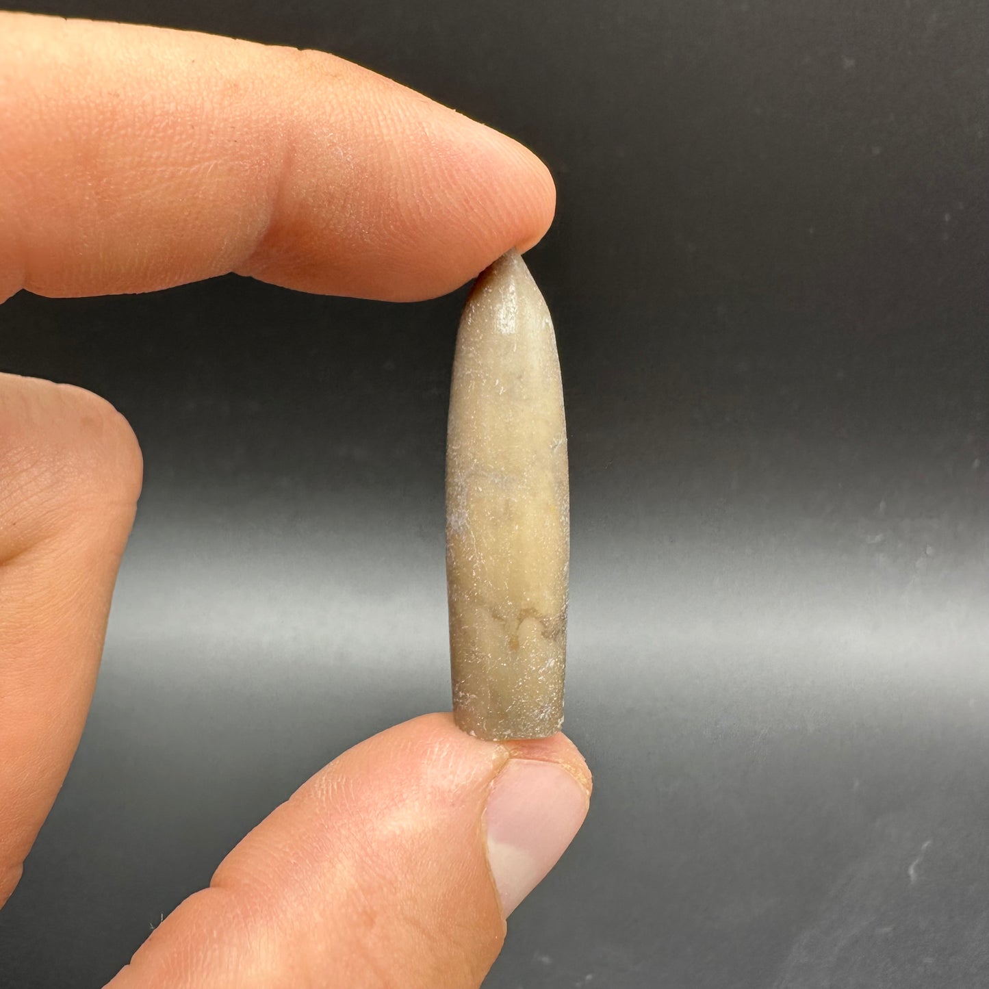 Belemnite (Fossil Squid) shell fossil - Whitby, North Yorkshire Jurassic Coast Yorkshire Fossils