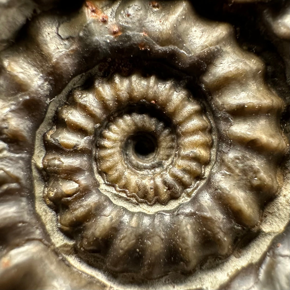 Gagaticeras Ammonite fossil with box and stand - Whitby, North Yorkshire Jurassic Coast Yorkshire Fossils