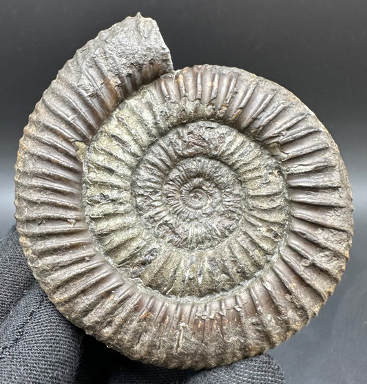 Dactylioceras Ammonite Fossil With Box And Stand - Whitby, North Yorkshire Jurassic Coast Yorkshire Fossils