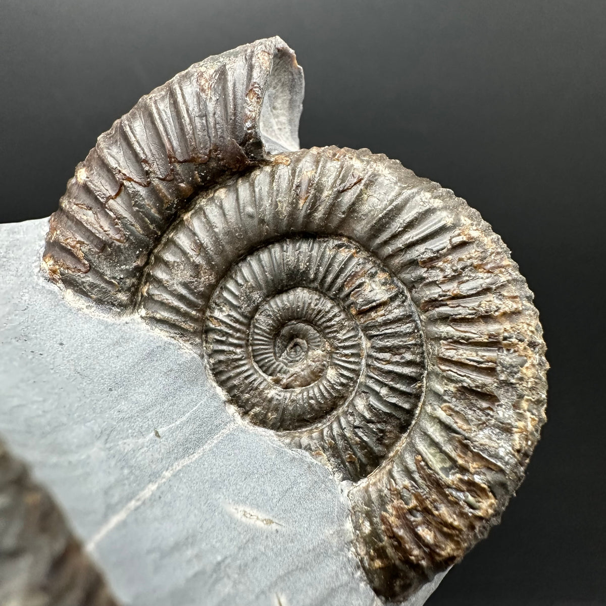 Dactylioceras Ammonite Fossil With Stand - Whitby, North Yorkshire Jurassic Coast Yorkshire Fossils
