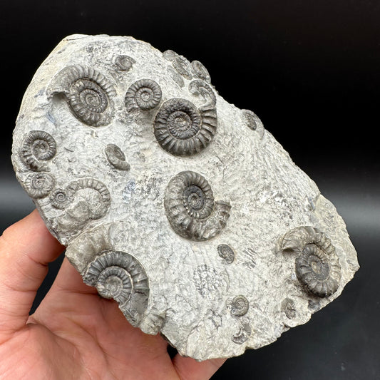 Arnioceras ammonite shell fossil with stand - Whitby, North Yorkshire Jurassic Coast Yorkshire Fossils