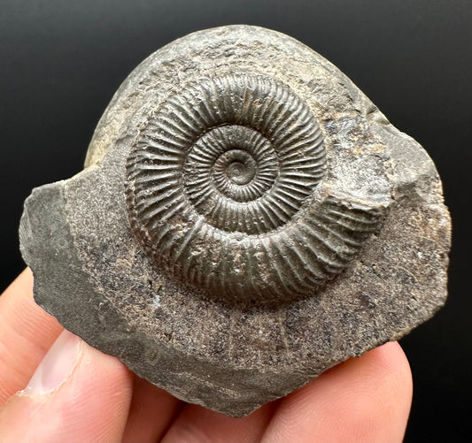 Dactylioceras Ammonite Fossil Gift Set - Whitby, North Yorkshire Jurassic Coast Yorkshire Fossils