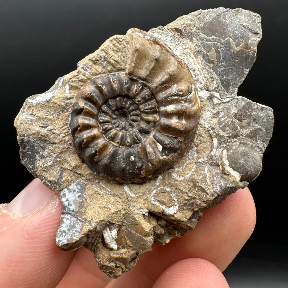 Amaltheus subnodosus Ammonite fossil with stand - Whitby, North Yorkshire Jurassic Coast Yorkshire Fossils