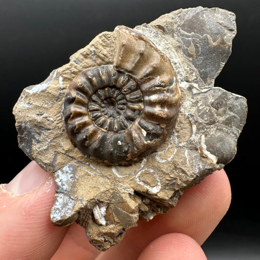 Amaltheus subnodosus Ammonite fossil with stand - Whitby, North Yorkshire Jurassic Coast Yorkshire Fossils