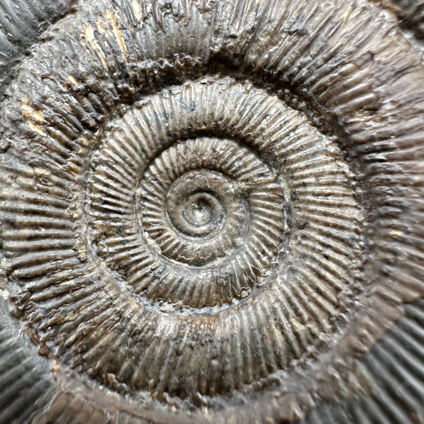 Dactylioceras tenuicostatum Ammonite fossil with box and stand - Whitby, North Yorkshire Jurassic Coast