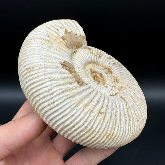 Dichotomosphinctes Ammonite Fossil With Stand - Middle Jurassic Ammonite Madagascar