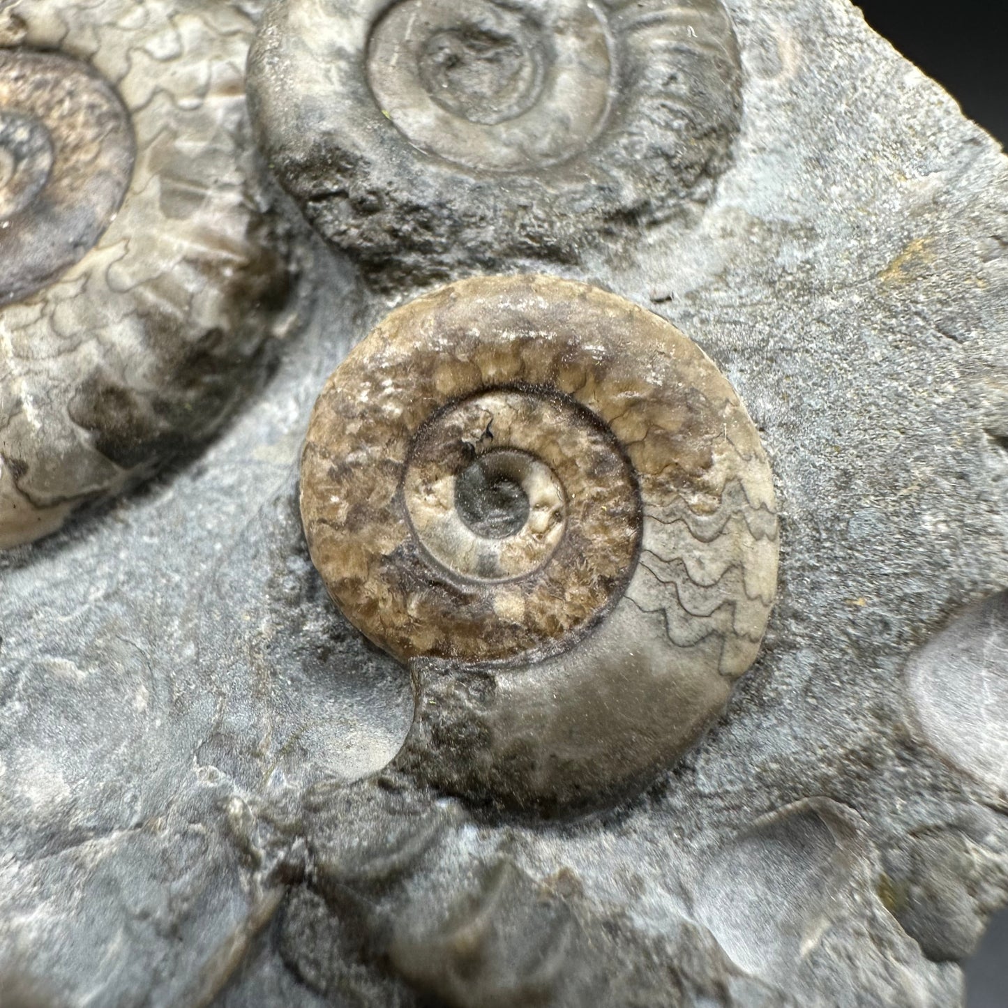 Arnioceras ammonite shell fossil with box and stand - Whitby, North Yorkshire Jurassic Coast Yorkshire Fossils