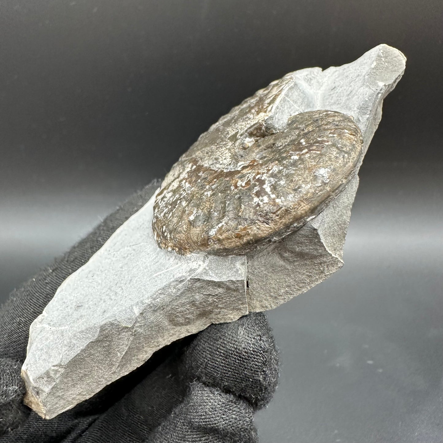 Pseudolioceras lythense Ammonite fossil with box and stand - Whitby, North Yorkshire, Yorkshire Fossils on the Jurassic Coast
