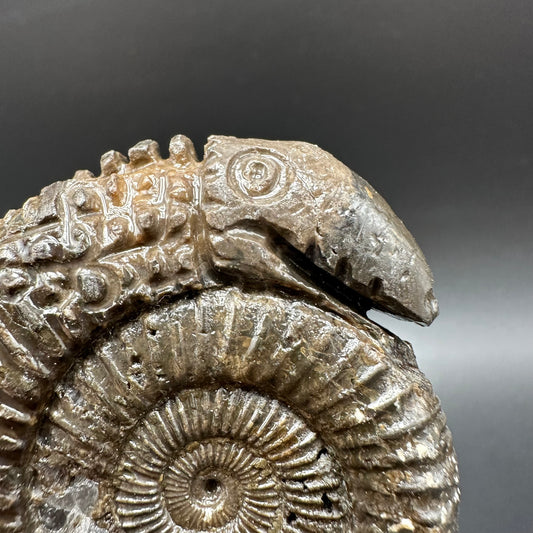 Snakestone Ammonite Fossil With Bag/Box And Stand - Whitby, North Yorkshire Jurassic Coast Yorkshire Fossils