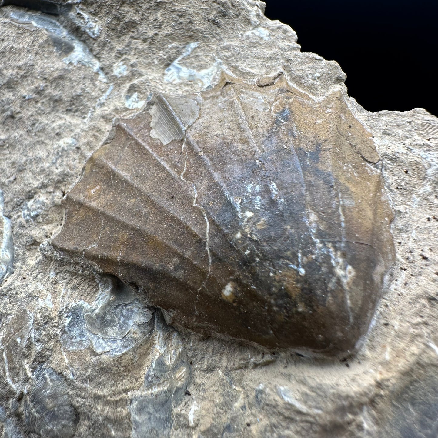 Androgynoceras Capricornus ammonite fossil with box and stand - Whitby, North Yorkshire Jurassic Coast Yorkshire Fossils