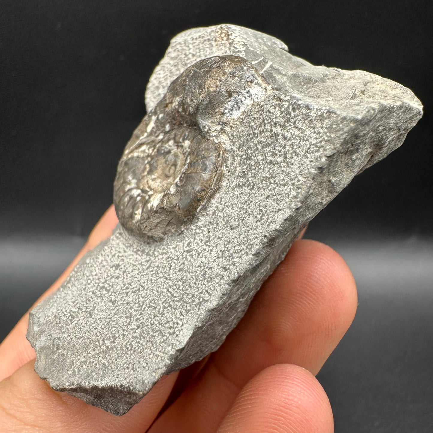 Grammoceras thoaurense Ammonite shell fossil with box and stand - Whitby, North Yorkshire, Yorkshire Fossils from the Jurassic Coast