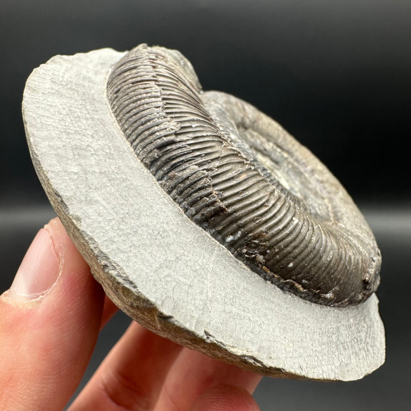 Dactylioceras tenuicostatum ammonite fossil with box and stand - Whitby, North Yorkshire Jurassic Coast