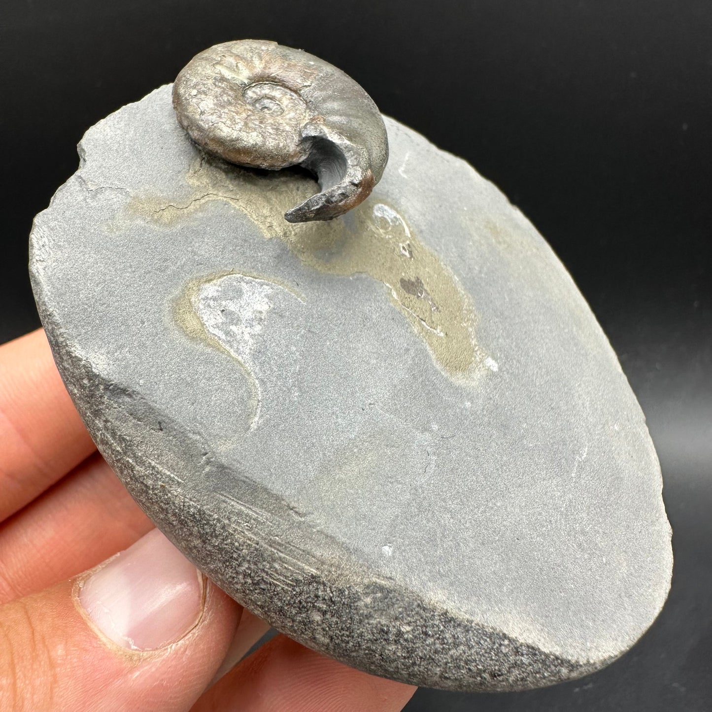 Agassiceras sp. ammonite fossil with box and stand - Whitby, North Yorkshire Jurassic Coast Yorkshire Fossils