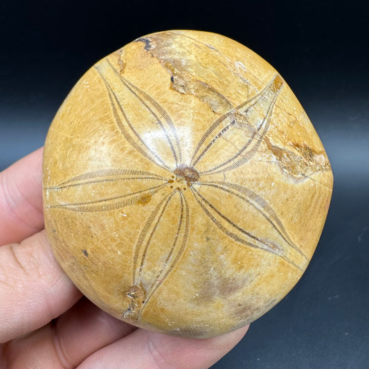 Holectypus Sea Urchin Fossil With Box And Stand - Middle Jurassic Madagascar