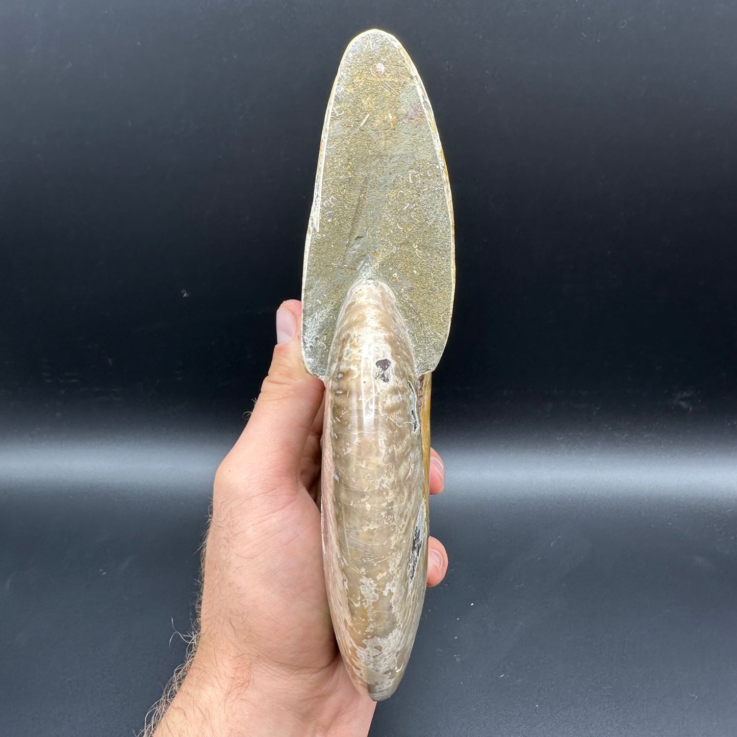 Cleoniceras Ammonite Fossil With Stand - Cretaceous Ammonite Madagascar