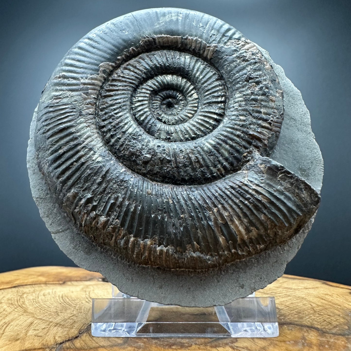 Dactylioceras semicelatum Ammonite fossil with stand - Whitby, North Yorkshire Jurassic Coast Yorkshire Fossils