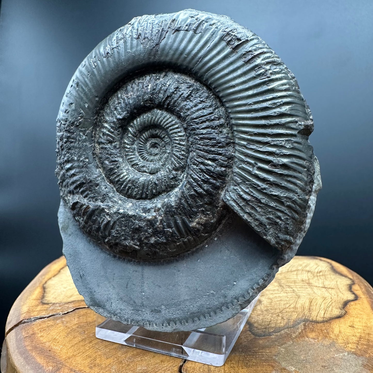 Dactylioceras semicelatum Ammonite Fossil With Stand- Whitby, North Yorkshire Jurassic Coast Yorkshire Fossils